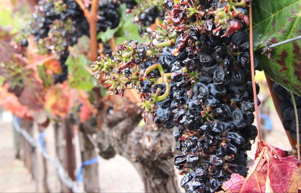 Bottlerock Lineup! Five 2020 Artists To&nbsp;Watch!