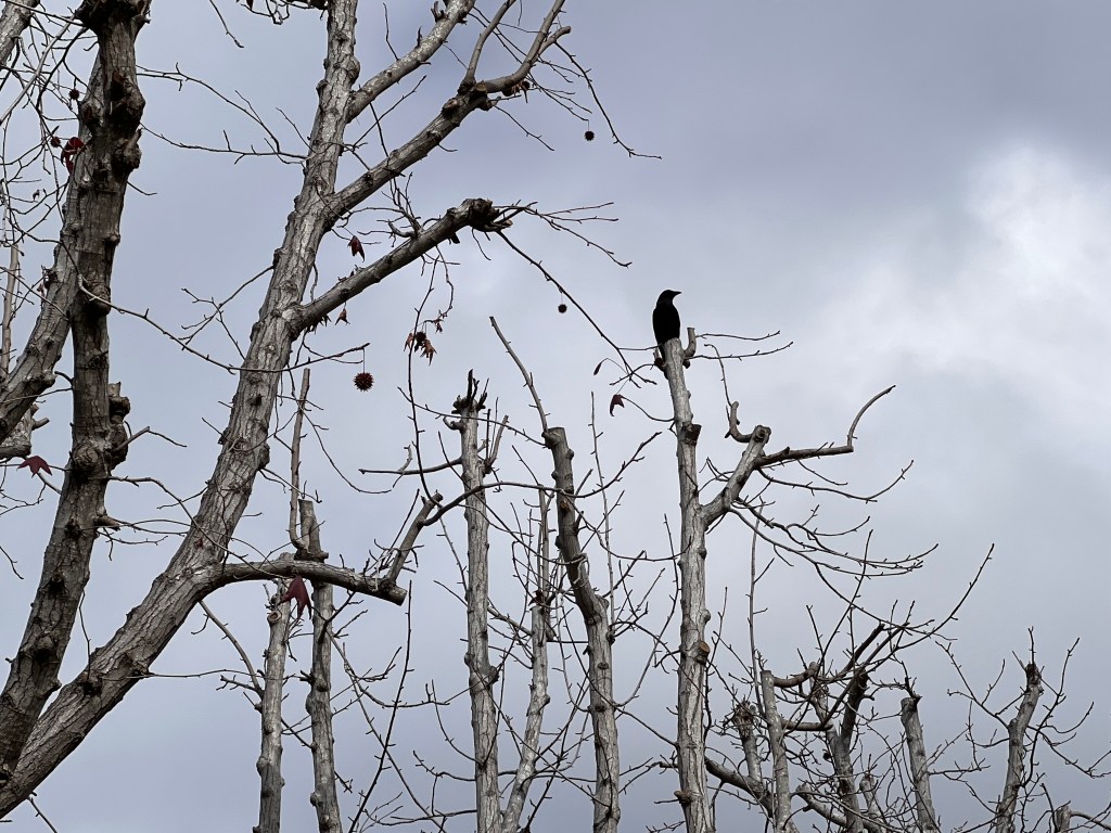 IDLES, Vince Staples, and a Vintage Taste of Fran&nbsp;Ashcroft